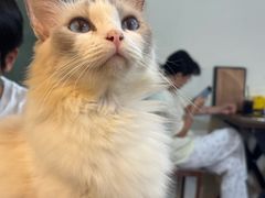 -楼上猫咖(罗湖店)