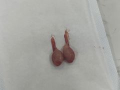 -福州肆爪动物医院