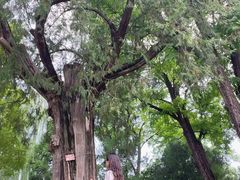 -北京市劳动人民文化宫(太庙)