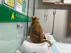 -半岛宠物医院24小时(科华中路店)