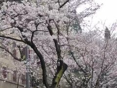 -武汉大学-樱园