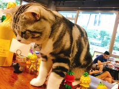 -咖法森林·咖啡  酒吧(天河店)