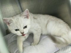 -安安宠医宠物医院·异宠·犬猫内科(岳阳分院)