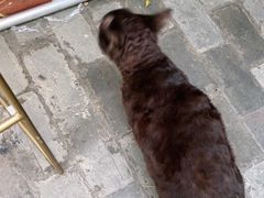 -喵屿·大理花园猫咖