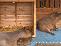 -廊坊固安福朋喜来登酒店