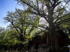 -晋祠公园