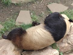 -沈阳森林动物园