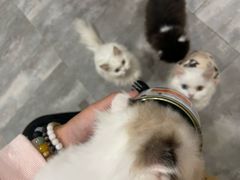 -楼上猫咖(罗湖店)