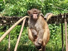 -西双版纳原始森林公园