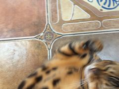 -糯米喵星人总部直营旗舰店·猫舍·幼猫出售
