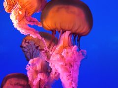 -太平洋海底世界