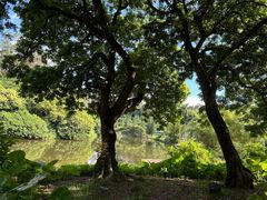 -深圳仙湖植物园