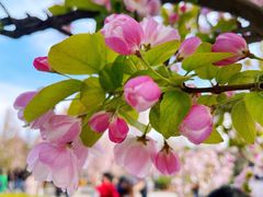 -海棠花溪(元大都城垣遗址公园)