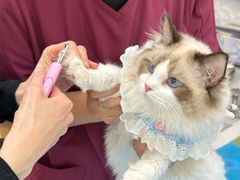 -美联众合动物医院·24h京西诊疗中心