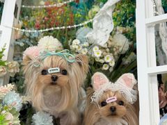 -暖阳宠物医院·犬猫康复中心·骨科