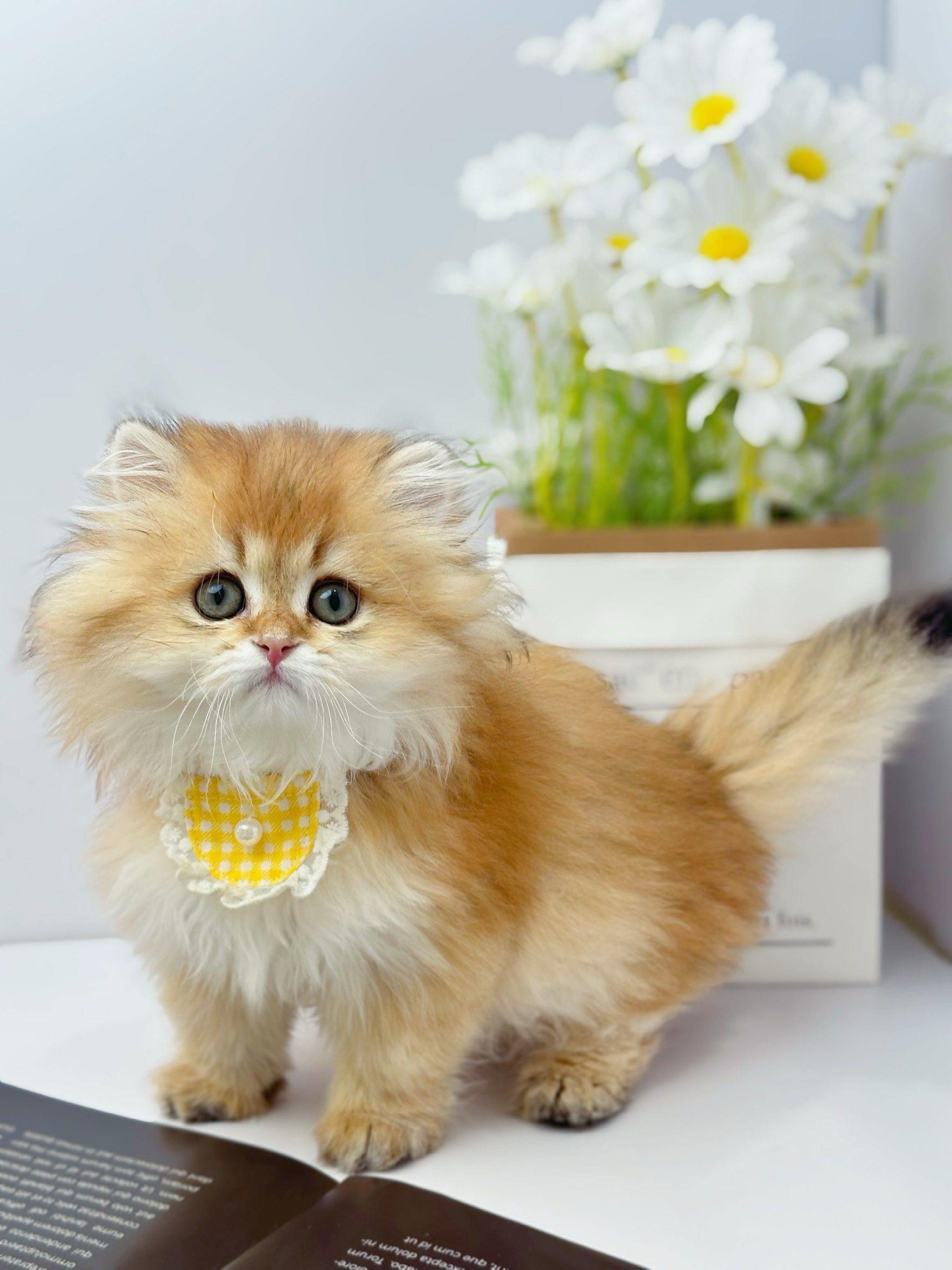 长毛金渐层 爆毛猫咪