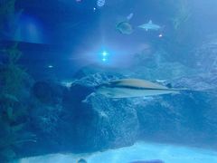 -暹罗海洋世界