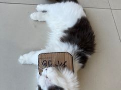 -怪兽屋·羊驼·猫咖·狗咖(俊华广场店)