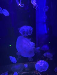 -未来动物城动物主题公园(大悦城店)