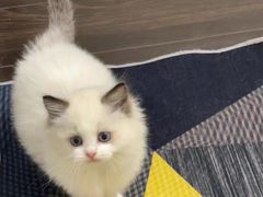 -喵zoo家庭繁育猫舍(尖东智能花园店)