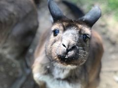 -费瑟代尔野生动物园