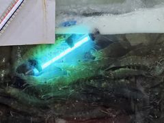 -岱晓海港海鲜粥