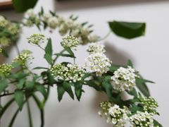 -双季花艺园艺市场(浦东店)