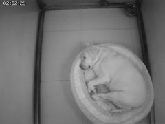 -趣玩宠物乐园寄养训犬训狗游泳池