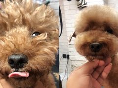 -Goku PET SHOP宠物视觉生活馆(双井店)