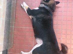 -柴犬高等学院·狗咖·柴犬售卖·宠物训练