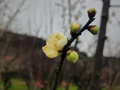 -香雪海