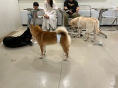 -共舞时光猫咖·狗咖(新街口店)