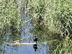 -野鸭湖国家湿地公园