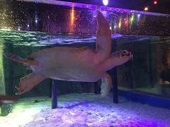 -暹罗海洋世界