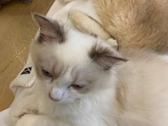 -猫域·湾主题猫咖·宠物吧(南坪城市广场店)