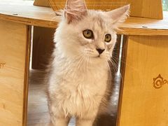 -十年猫舍·猫咪专门店(普陀店)