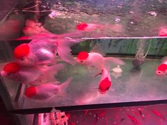 -宝鸡东道花鸟鱼虫市场(吉利花园商场店)