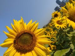 -映月湖中央公园