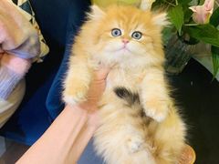 -欣宠猫屋·矮脚拿破仑·蓝金金渐层