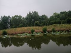 -微山湖红荷湿地景区