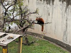 -青藏高原野生动物园