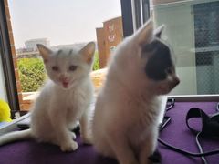 -爱妮康宠物医院·干细胞免疫细胞·肿瘤·心脏(张江店)