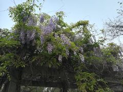 -北京大学燕东园