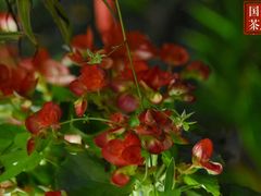 -国生茶庄·地道农家菜团建活动