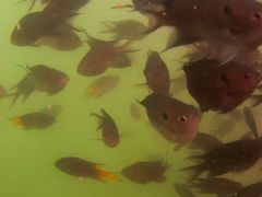 -放鸡岛生态旅游国际度假区