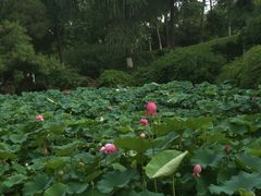 -莫愁湖公园