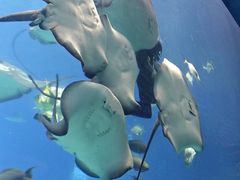 -珠海长隆海洋王国