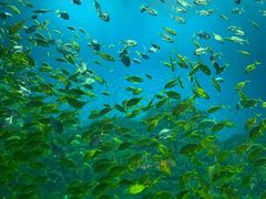 -芜湖新华联大白鲸海洋公园