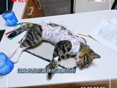 -美联众合宠物医院·爱萌分院·内外科·猫科中心