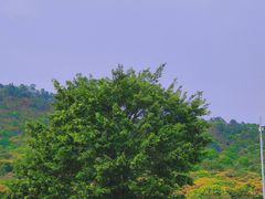 -风云岭森林公园